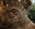 Po téměř pěti letech se do Česka vrátil africký mor prasat, ptačí chřipka po sedmi měsících